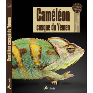 Caméléon casqué du Yemen
