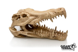 Crâne de crocodile