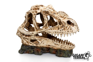 Crâne de dinosaure 1