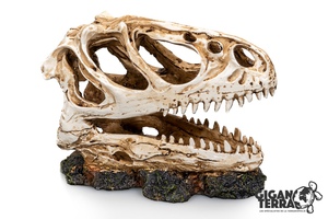 Crâne de dinosaure 3