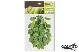 Plante suspendue Ficus - 30 CM
