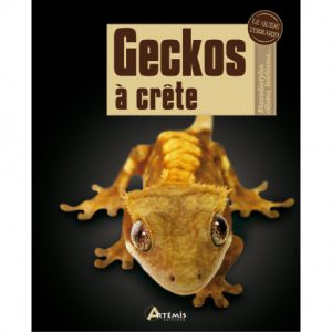 Gecko à crête