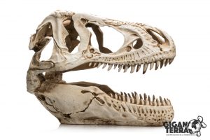 Crâne de T-Rex XXL