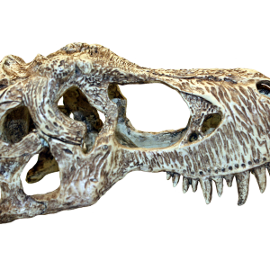 Crâne T-rex 10x19x12 cm