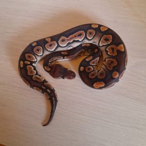 Python regius "Black Pastel " - Femelle n°57