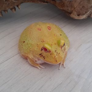 Ceratophrys cranwelli " Pikachu "