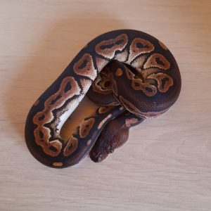Python regius " Black Pastel" - Femelle n°56