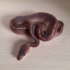 Python regius "GHI Black Pastel" - Femelle n°24
