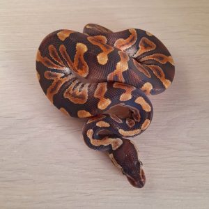 Python regius "GHI" - Femelle n°36