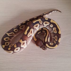 Python regius "Mojave" - Femelle n°13