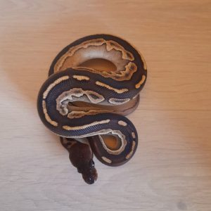 Python regius "Black Mojo" - Mâle n°53