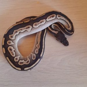 Python regius "Black Mojo" - Mâle n°54