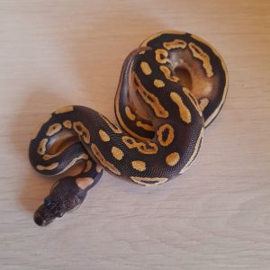 Python regius "Black Mojo" - Femelle n°81
