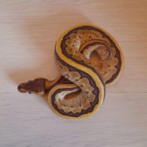 Python regius "Black Mojo Pinstripe Enchi" - Femelle n°85