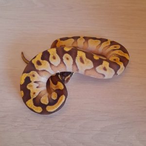 Python regius "Mochi" - Femelle n°82