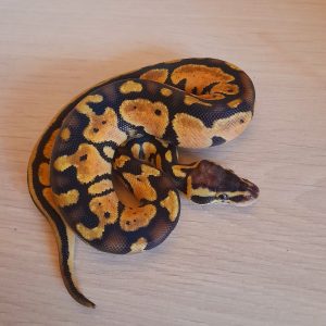 Python regius "Pastel" - Mâle n°90