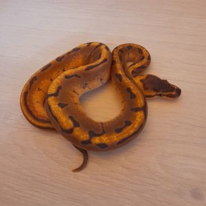 Python regius "Pinstripe Enchi" - Femelle n°89