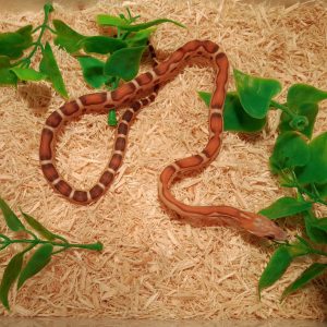 Pantherophis sp "Scaleless" - Femelle