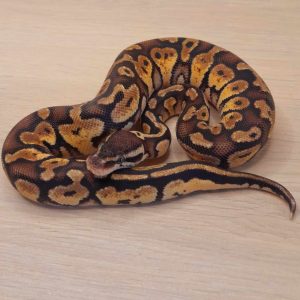 Python regius "Pastel" - Mâle n°24