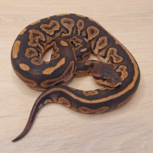 Python regius "Black Pastel" - Mâle n°39