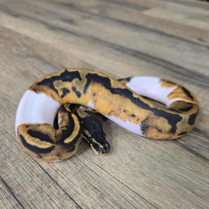 Python regius "Piebald" - Femelle N°438
