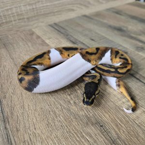 Python regius "Piebald" - Femelle N°452