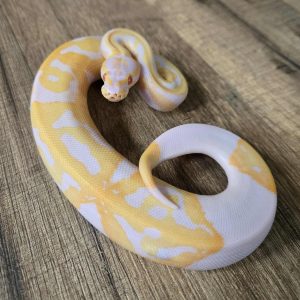 Python regius "Piebald Albinos" - Mâle N°453