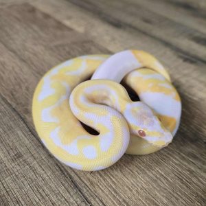 Python regius "Piebald Albinos" - Femelle N°454