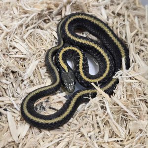 Thamnophis atratus - Mâle
