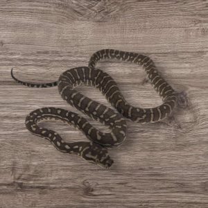 Morelia bredli - mâle n°7