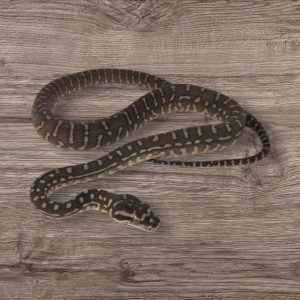 Morelia bredli - Mâle n°8