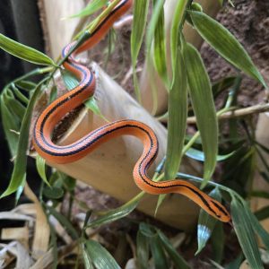 Oreocryptophis porphyraceus coxi - Mâle