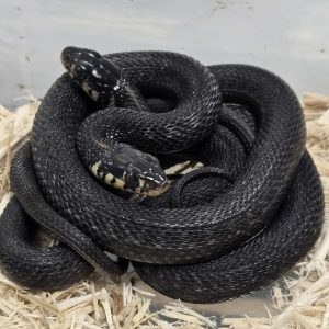 Thamnophis eques cuitzeoensis - Femelle