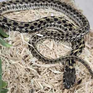 Thamnophis marcianus - Femelle