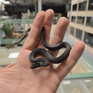 Zamenis persicus "Black" - Mâle