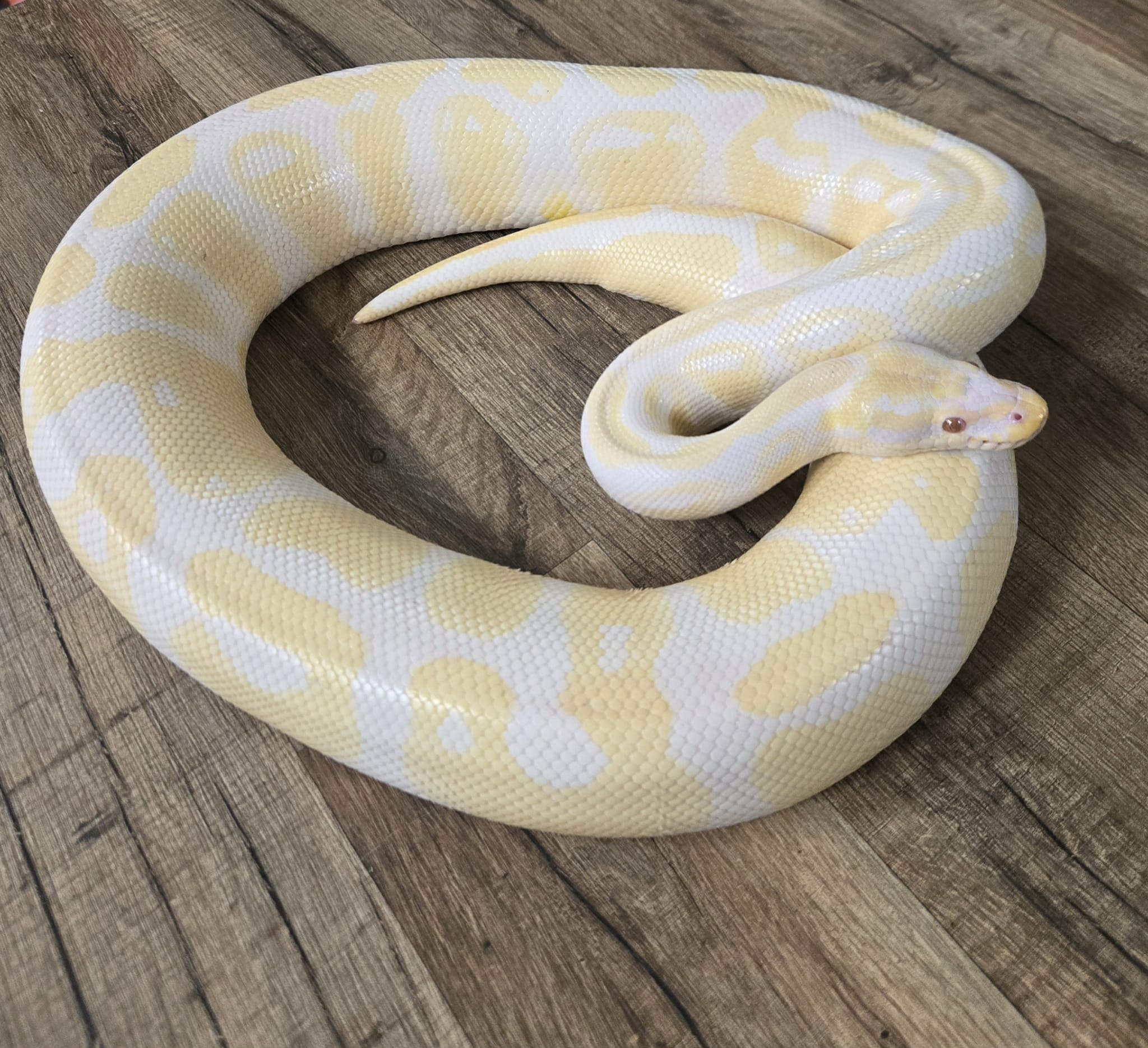 Python regius “Albinos” – Mâle adulte – Jurassic NAC