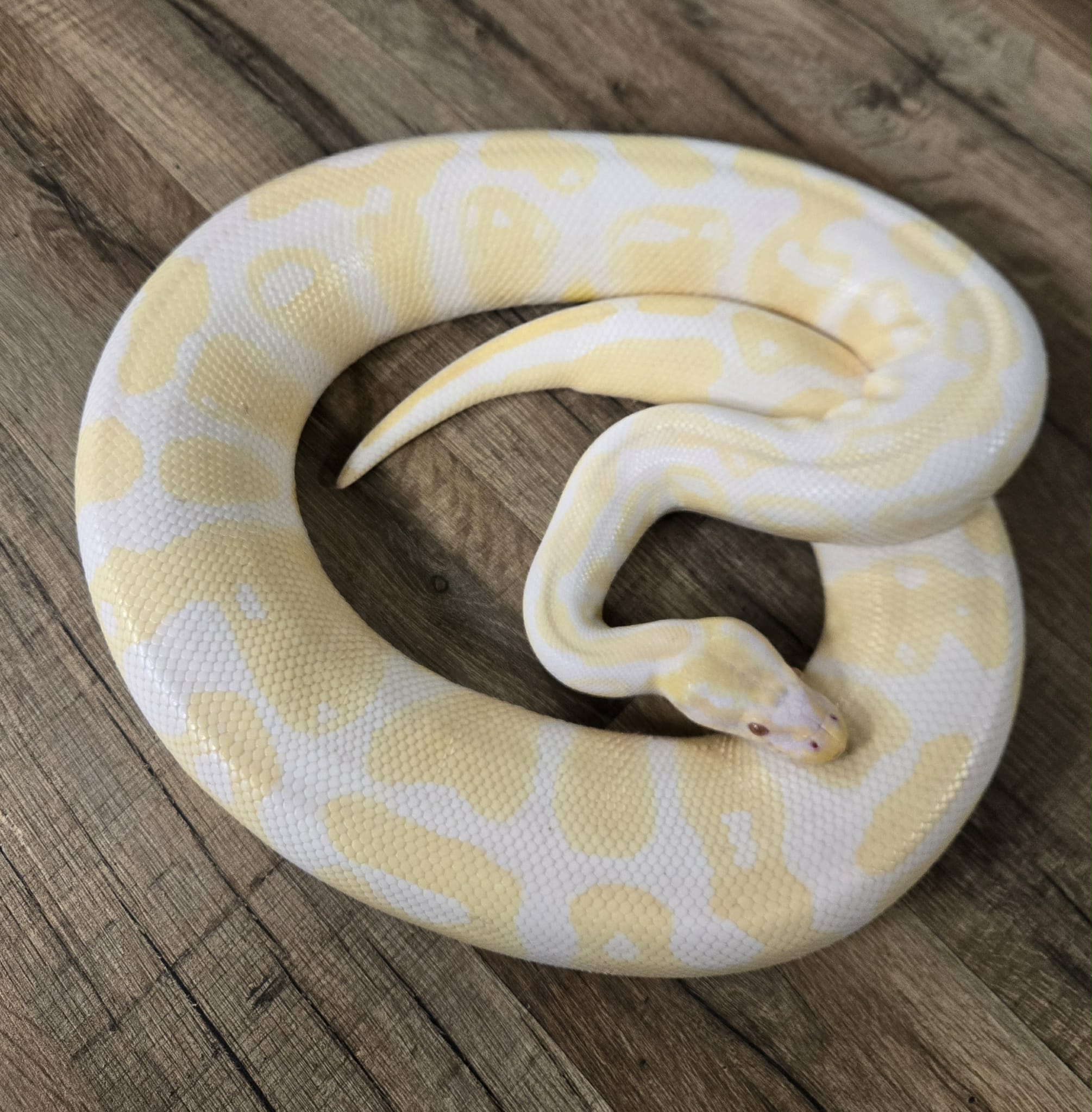 Python regius “Albinos” – Mâle adulte – Jurassic NAC