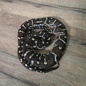 Python anchietae - Mâle n°1