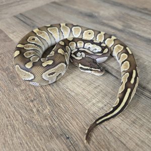 Python regius "Butter"- Femelle n°434
