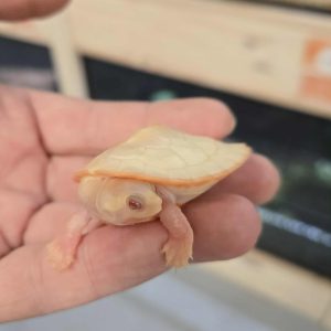 Emydura subglobosa - Albinos