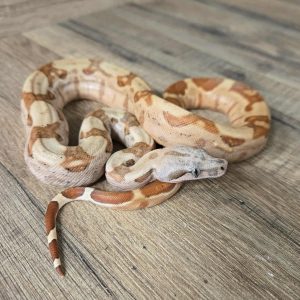 Boa imperator "Hypo Jungle het Blood" - Femelle n°2