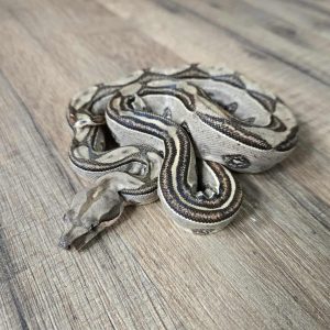 Boa imperator "Labyrinthe" - Femelle n°4