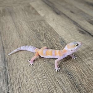 Lot gecko leopard pour M.Miquel