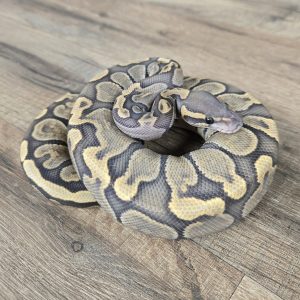 Python regius "Hypo GHI" - Femelle n°433