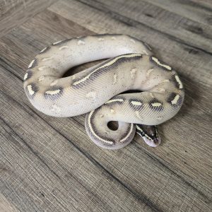 Python regius "Highway" - Mâle n°406