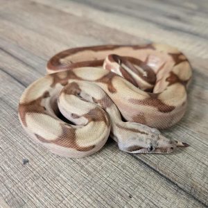 Boa imperator "Hypo Jungle het Blood" - Mâle n°1