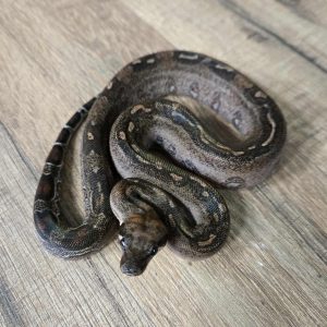 Boa imperator "Leopard" - Mâle n°3