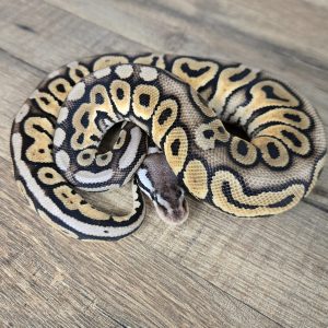 Python regius "Super Pastel Vanilla" - Femelle n°439