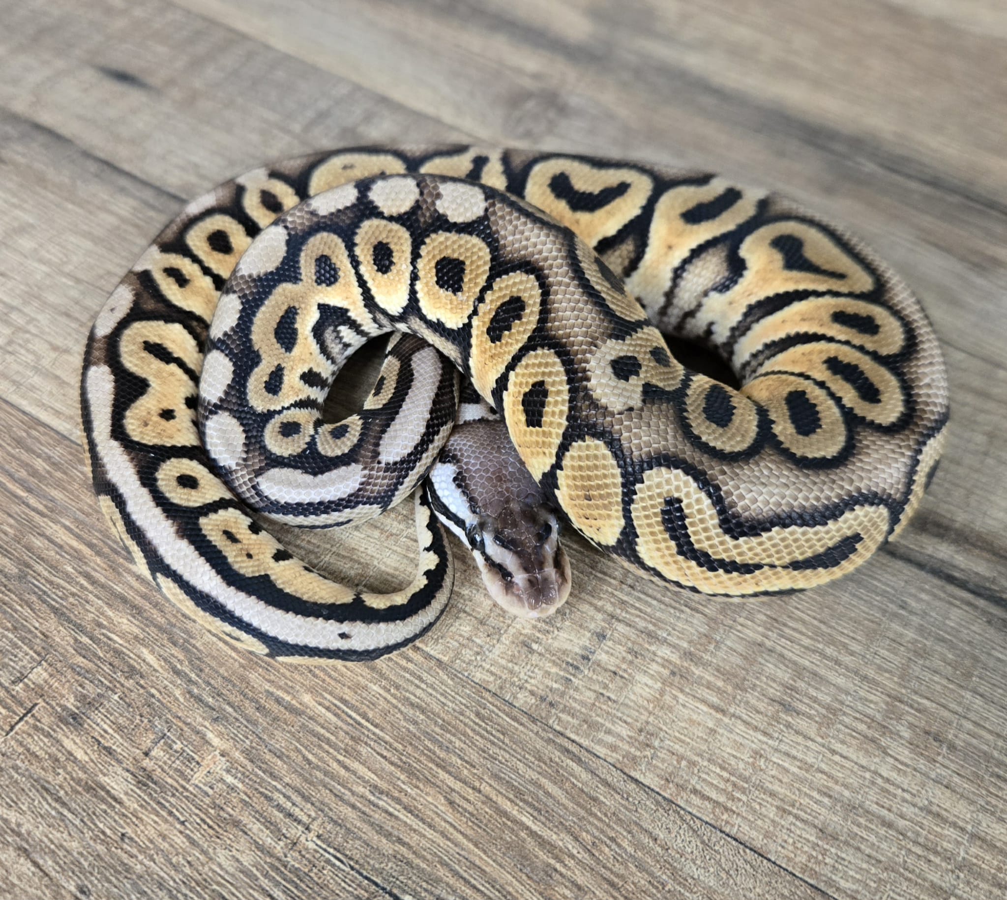 Python regius “Super Pastel Vanilla” – Femelle n°439 – Jurassic NAC