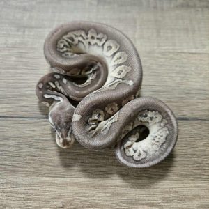 Python regius "Black Pewter" - Femelle n°486